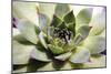 Beautiful Succulent Plant close Up-Yastremska-Mounted Photographic Print