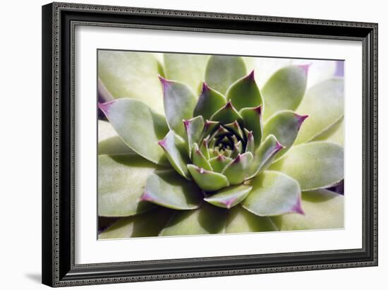 Beautiful Succulent Plant close Up-Yastremska-Framed Photographic Print