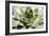 Beautiful Succulent Plant close Up-Yastremska-Framed Photographic Print