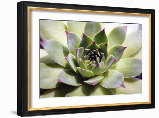 Beautiful Succulent Plant close Up-Yastremska-Framed Photographic Print