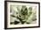 Beautiful Succulent Plant close Up-Yastremska-Framed Photographic Print