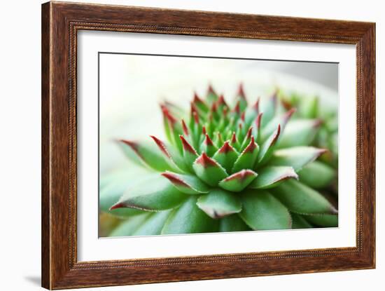 Beautiful Succulent Plant close Up-Yastremska-Framed Photographic Print