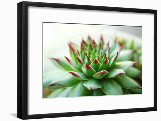 Beautiful Succulent Plant close Up-Yastremska-Framed Photographic Print