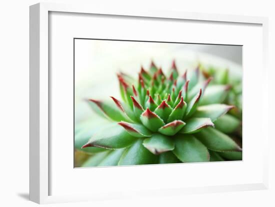 Beautiful Succulent Plant close Up-Yastremska-Framed Photographic Print