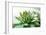 Beautiful Succulent Plant close Up-Yastremska-Framed Photographic Print