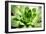 Beautiful Succulent Plant close Up-Yastremska-Framed Photographic Print