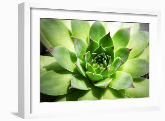 Beautiful Succulent Plant close Up-Yastremska-Framed Photographic Print