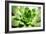 Beautiful Succulent Plant close Up-Yastremska-Framed Photographic Print