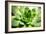 Beautiful Succulent Plant close Up-Yastremska-Framed Photographic Print