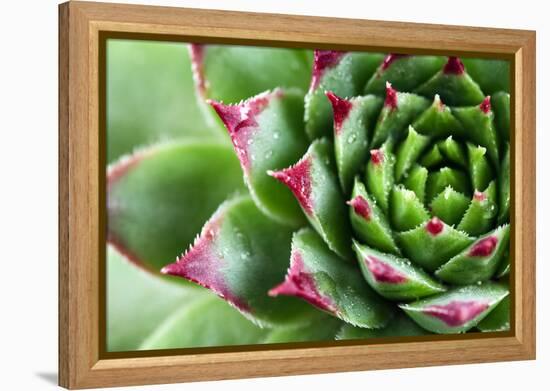 Beautiful Succulent Plant with Water Drops close Up-Yastremska-Framed Premier Image Canvas