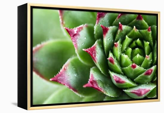 Beautiful Succulent Plant with Water Drops close Up-Yastremska-Framed Premier Image Canvas