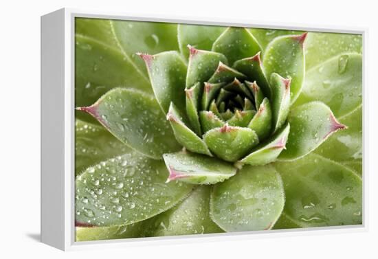 Beautiful Succulent Plant with Water Drops close Up-Yastremska-Framed Premier Image Canvas