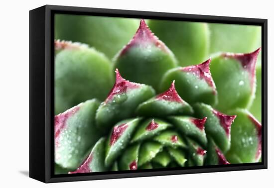 Beautiful Succulent Plant with Water Drops close Up-Yastremska-Framed Premier Image Canvas