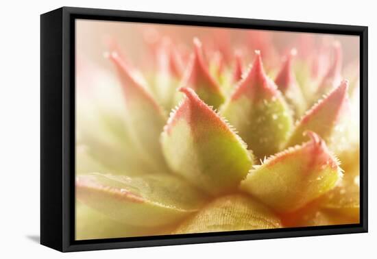 Beautiful Succulent Plant with Water Drops close Up-Yastremska-Framed Premier Image Canvas