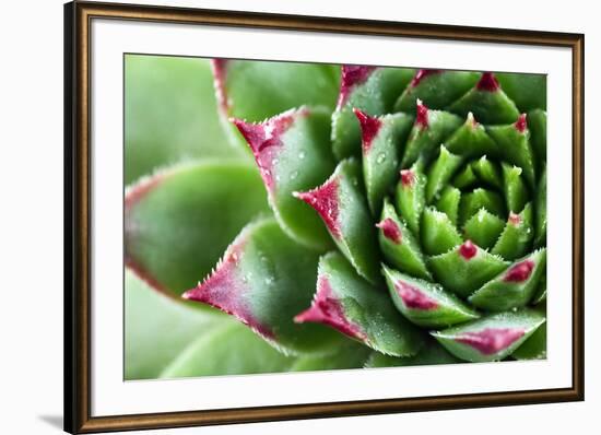 Beautiful Succulent Plant with Water Drops close Up-Yastremska-Framed Photographic Print