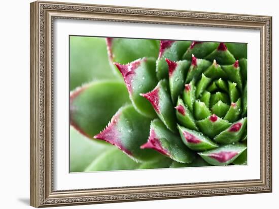 Beautiful Succulent Plant with Water Drops close Up-Yastremska-Framed Photographic Print