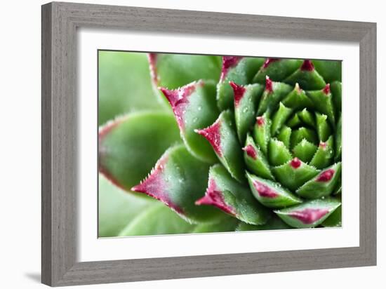 Beautiful Succulent Plant with Water Drops close Up-Yastremska-Framed Photographic Print