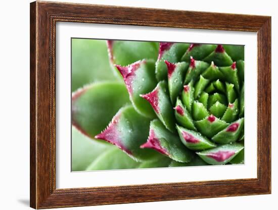 Beautiful Succulent Plant with Water Drops close Up-Yastremska-Framed Photographic Print