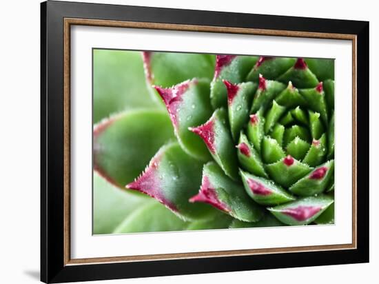 Beautiful Succulent Plant with Water Drops close Up-Yastremska-Framed Photographic Print