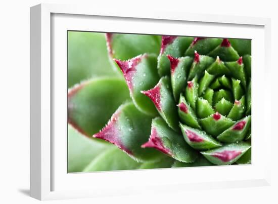 Beautiful Succulent Plant with Water Drops close Up-Yastremska-Framed Photographic Print