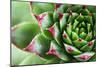 Beautiful Succulent Plant with Water Drops close Up-Yastremska-Mounted Photographic Print