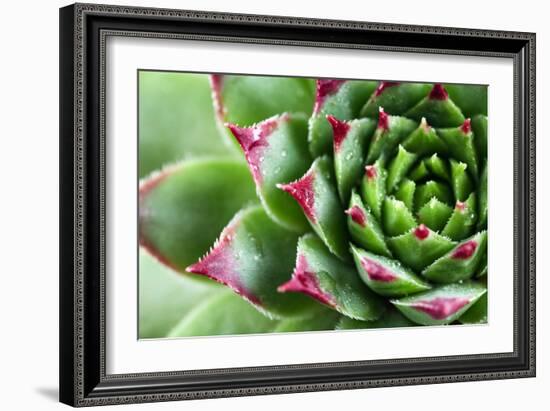 Beautiful Succulent Plant with Water Drops close Up-Yastremska-Framed Photographic Print