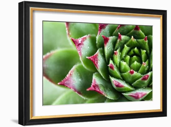 Beautiful Succulent Plant with Water Drops close Up-Yastremska-Framed Photographic Print