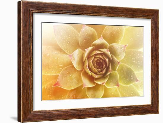 Beautiful Succulent Plant with Water Drops close Up-Yastremska-Framed Photographic Print