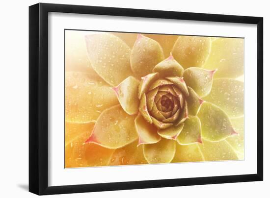 Beautiful Succulent Plant with Water Drops close Up-Yastremska-Framed Photographic Print