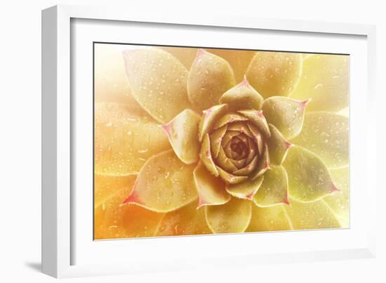 Beautiful Succulent Plant with Water Drops close Up-Yastremska-Framed Photographic Print