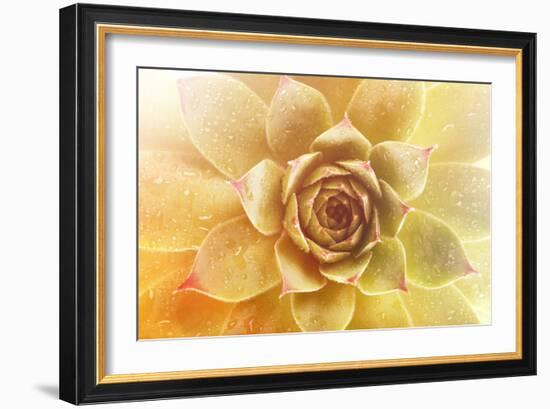 Beautiful Succulent Plant with Water Drops close Up-Yastremska-Framed Photographic Print