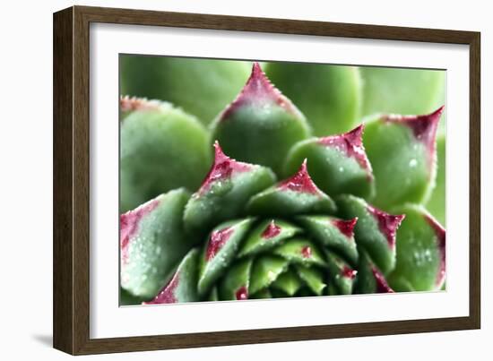 Beautiful Succulent Plant with Water Drops close Up-Yastremska-Framed Photographic Print