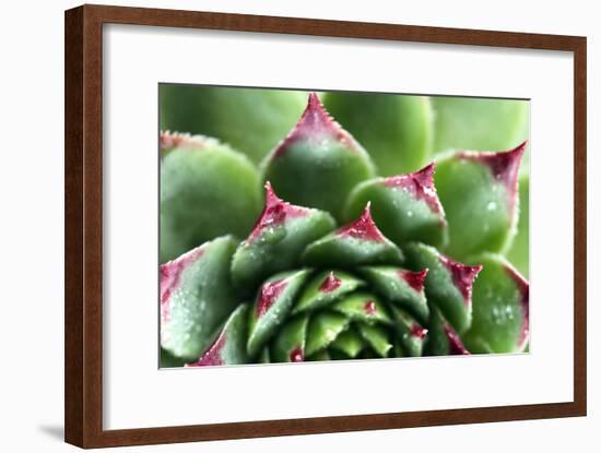 Beautiful Succulent Plant with Water Drops close Up-Yastremska-Framed Photographic Print