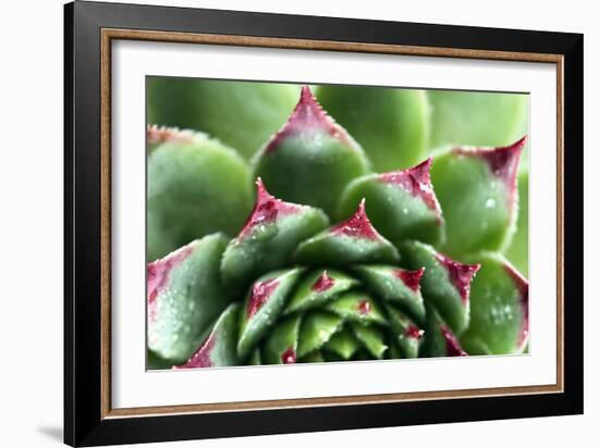 Beautiful Succulent Plant with Water Drops close Up-Yastremska-Framed Photographic Print