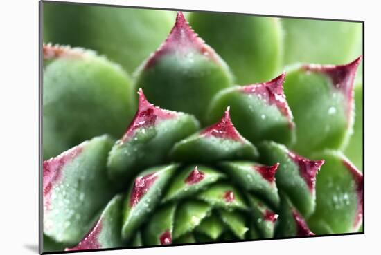 Beautiful Succulent Plant with Water Drops close Up-Yastremska-Mounted Photographic Print