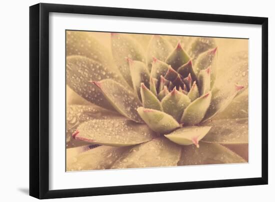 Beautiful Succulent Plant with Water Drops close Up-Yastremska-Framed Photographic Print