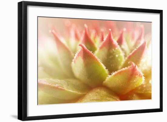 Beautiful Succulent Plant with Water Drops close Up-Yastremska-Framed Photographic Print