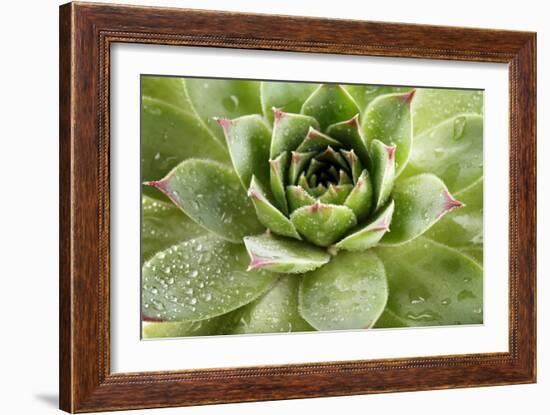 Beautiful Succulent Plant with Water Drops close Up-Yastremska-Framed Photographic Print