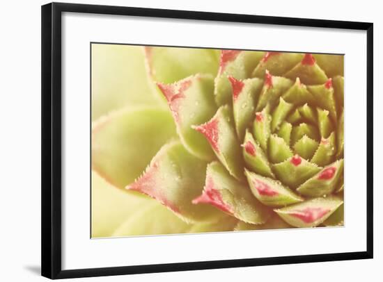 Beautiful Succulent Plant with Water Drops close Up-Yastremska-Framed Photographic Print