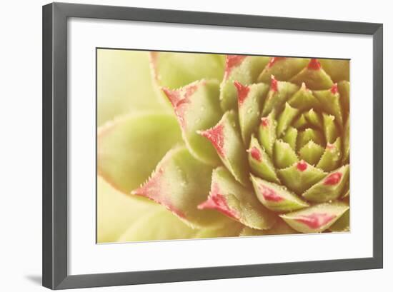 Beautiful Succulent Plant with Water Drops close Up-Yastremska-Framed Photographic Print