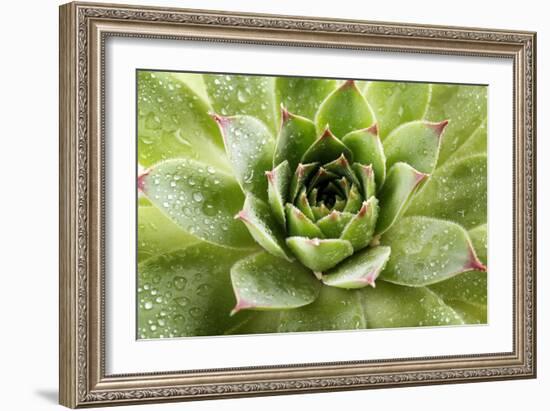 Beautiful Succulent Plant with Water Drops close Up-Yastremska-Framed Photographic Print