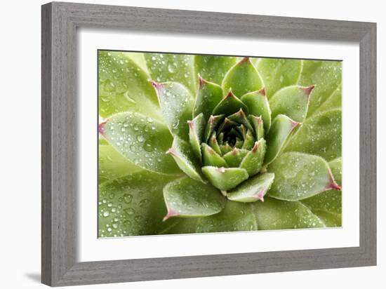 Beautiful Succulent Plant with Water Drops close Up-Yastremska-Framed Photographic Print