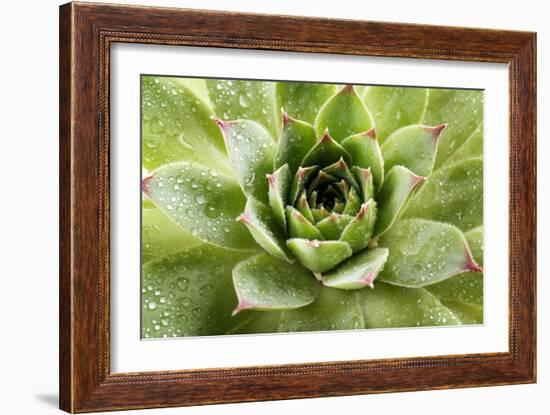 Beautiful Succulent Plant with Water Drops close Up-Yastremska-Framed Photographic Print