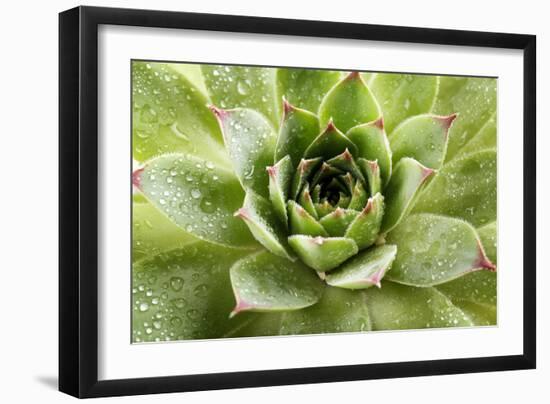 Beautiful Succulent Plant with Water Drops close Up-Yastremska-Framed Photographic Print