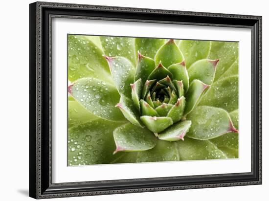 Beautiful Succulent Plant with Water Drops close Up-Yastremska-Framed Photographic Print