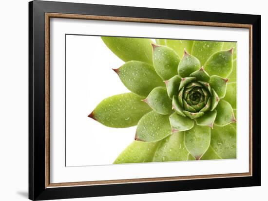 Beautiful Succulent Plant with Water Drops close Up-Yastremska-Framed Photographic Print