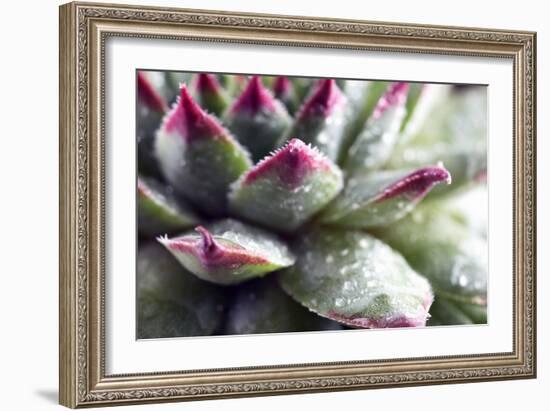 Beautiful Succulent Plant with Water Drops close Up-Yastremska-Framed Photographic Print