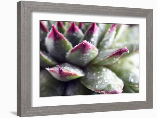 Beautiful Succulent Plant with Water Drops close Up-Yastremska-Framed Photographic Print