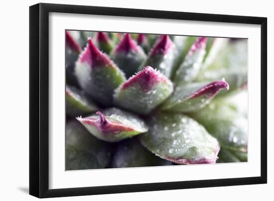 Beautiful Succulent Plant with Water Drops close Up-Yastremska-Framed Photographic Print