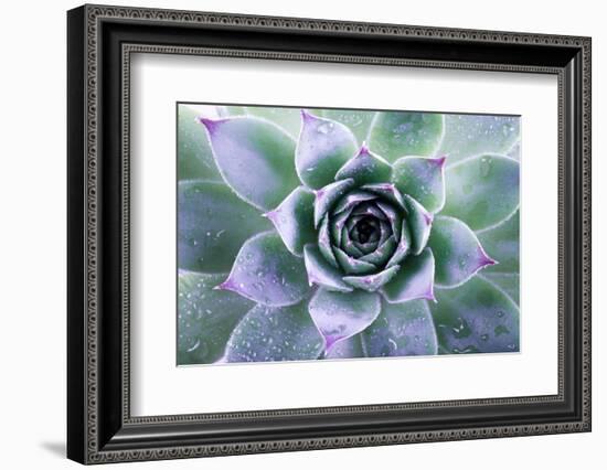 Beautiful Succulent with Water Drops-Yastremska-Framed Photographic Print